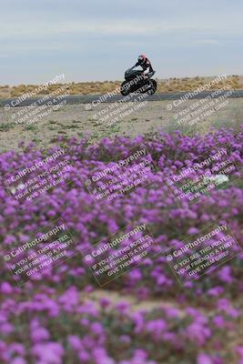 media/Jan-14-2023-SoCal Trackdays (Sat) [[497694156f]]/Turn 14 Exit Bloomig (145pm)/